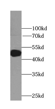 ADRA2B Specific Rabbit Polyclonal Antibody