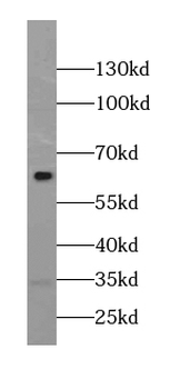 MLLT3 Rabbit Polyclonal Antibody