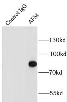AFM Antibody
