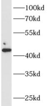 SGCA Antibody