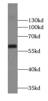 AMY2B Antibody