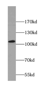 ANO2 Rabbit Polyclonal Antibody