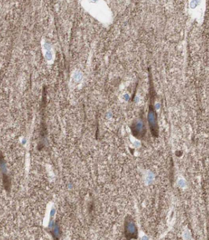 CDNF Rabbit Polyclonal Antibody