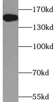 ATXN2 Antibody