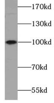 ATP1A2 Specific Rabbit Polyclonal Antibody
