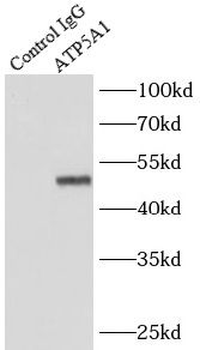 ATP5F1A Antibody
