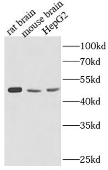 ATP5F1A Antibody