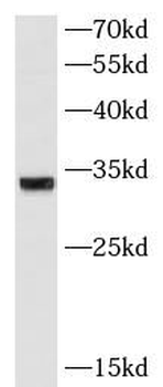 ATP5F1C Mouse Monoclonal Antibody