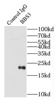 ARL6 Rabbit Polyclonal Antibody