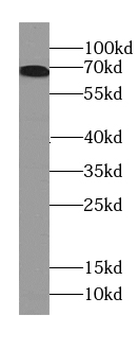 BEST1 Mouse Monoclonal Antibody