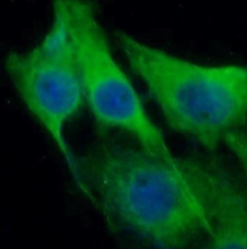 BHLHE22 Rabbit Polyclonal Antibody