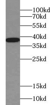 BHLHE22 Rabbit Polyclonal Antibody