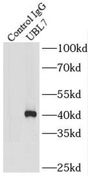 UBL7 Rabbit Polyclonal Antibody