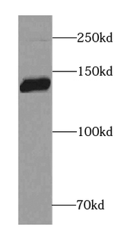 BCAN Rabbit Polyclonal Antibody
