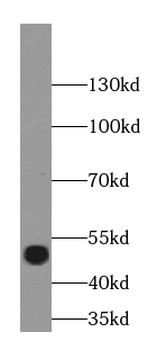 POU3F2 Specific Rabbit Polyclonal Antibody