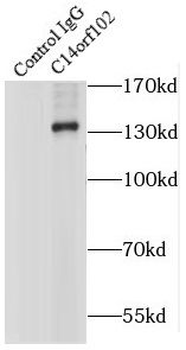 NRDE2 Rabbit Polyclonal Antibody