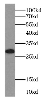 SMCO1 Antibody