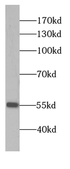 CAMK2G Specific Rabbit Polyclonal Antibody