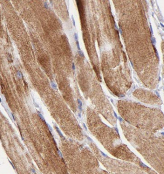 CAMK2G Specific Rabbit Polyclonal Antibody