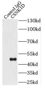 CSNK1D Antibody