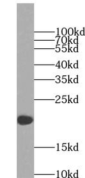 CD3G Antibody