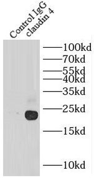 CLDN4 specific Rabbit Polyclonal Antibody