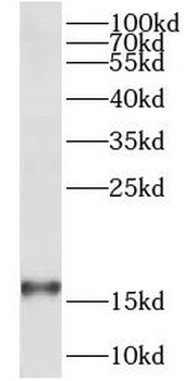 COX20 Rabbit Polyclonal Antibody
