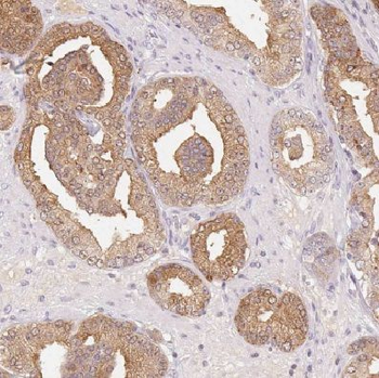 COX20 Rabbit Polyclonal Antibody