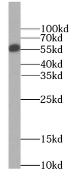 CPNE9 Specific Rabbit Polyclonal Antibody
