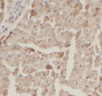 CRLS1 Specific Rabbit Polyclonal Antibody