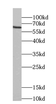 CRY2 Antibody