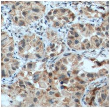 CSPG4 Antibody