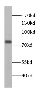 CUL4A Antibody