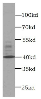 CXCR3 Antibody