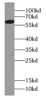 TXLNG Antibody