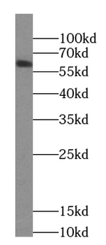 CCDC86 Antibody
