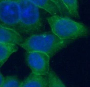 CYP1A2 Specific Rabbit Polyclonal Antibody