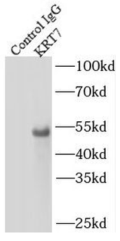 KRT7 Antibody