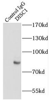 DISC1 long specific Rabbit Polyclonal Antibody