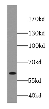 DISC1 long specific Rabbit Polyclonal Antibody