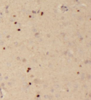 DISC1 long specific Rabbit Polyclonal Antibody