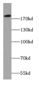 DOCK1 Antibody