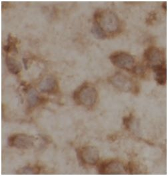 SLC1A1 Rabbit Polyclonal Antibody