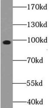 AGO1 Antibody