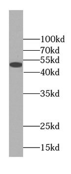 FLAD1 Rabbit Polyclonal Antibody