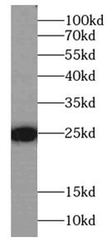 FAM3C Antibody