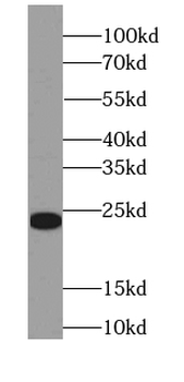 FGF16 Antibody