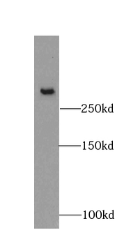 FBN2 Specific Rabbit Polyclonal Antibody