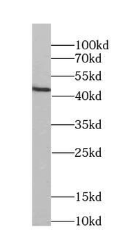 FKBPL Antibody