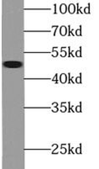 FMO2 specific Rabbit Polyclonal Antibody